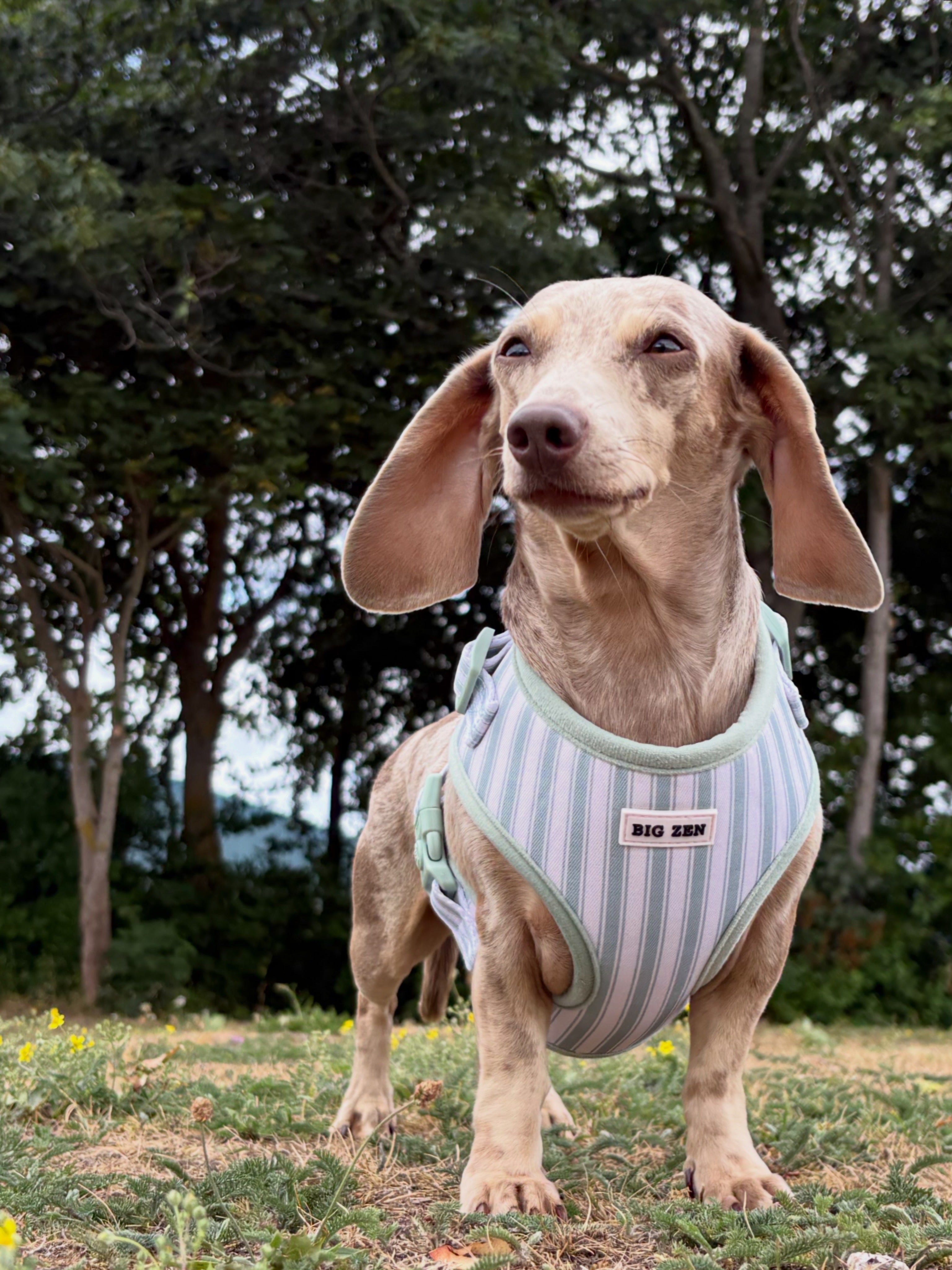 Ivy Stripe Harness