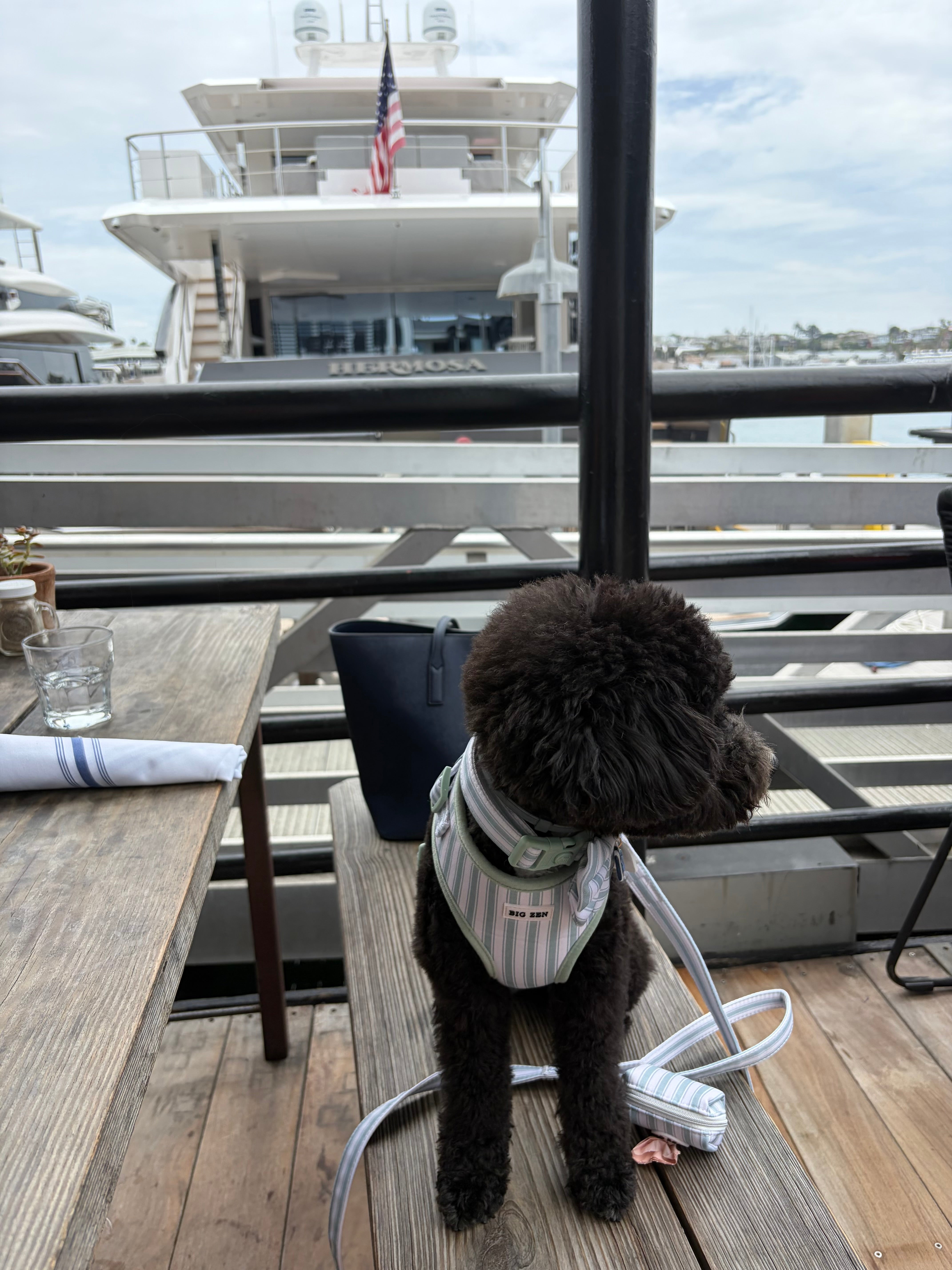 Ivy Stripe Harness