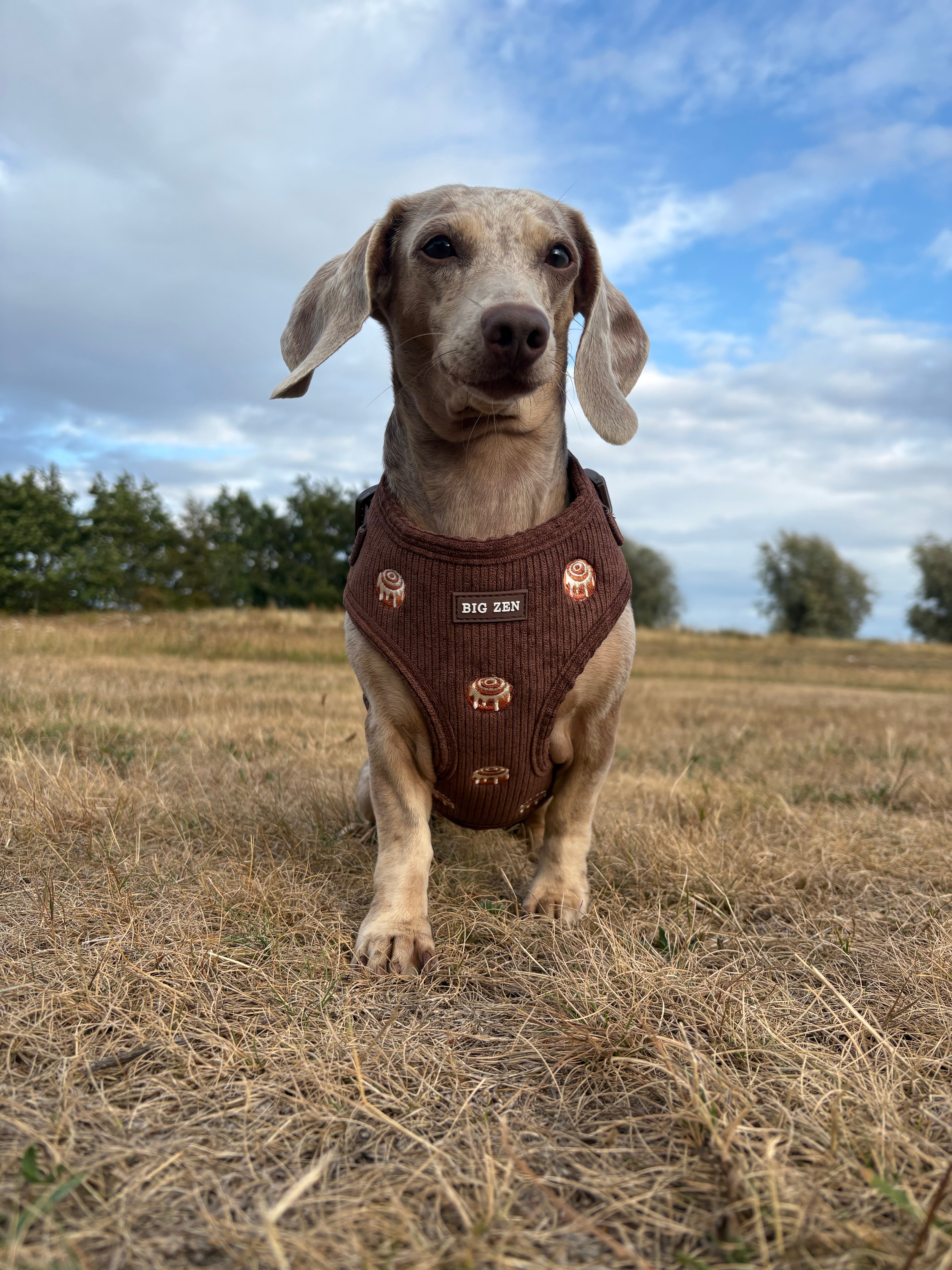 Cinnamon Swirl Harness