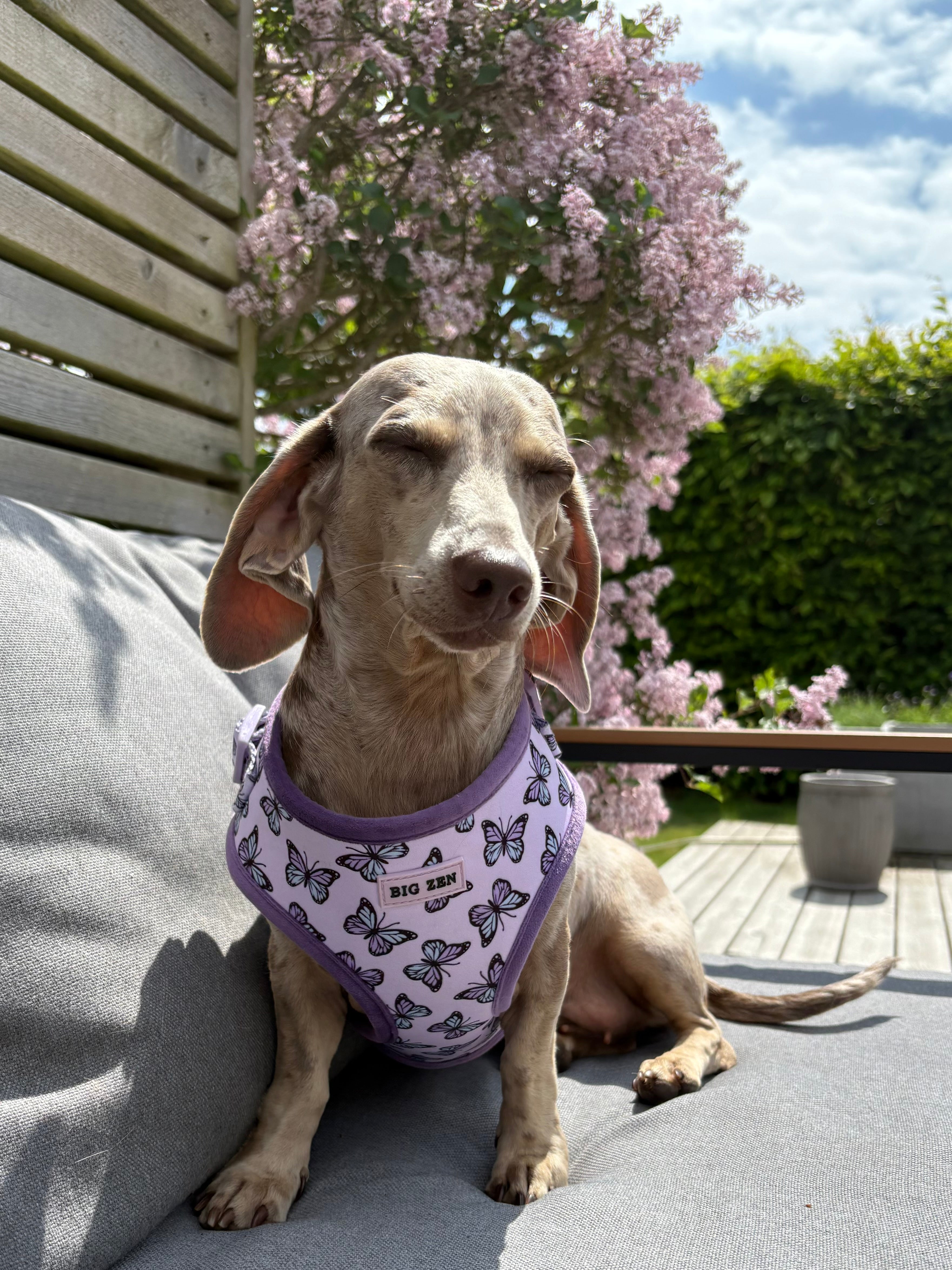 Velvet Wings Harness