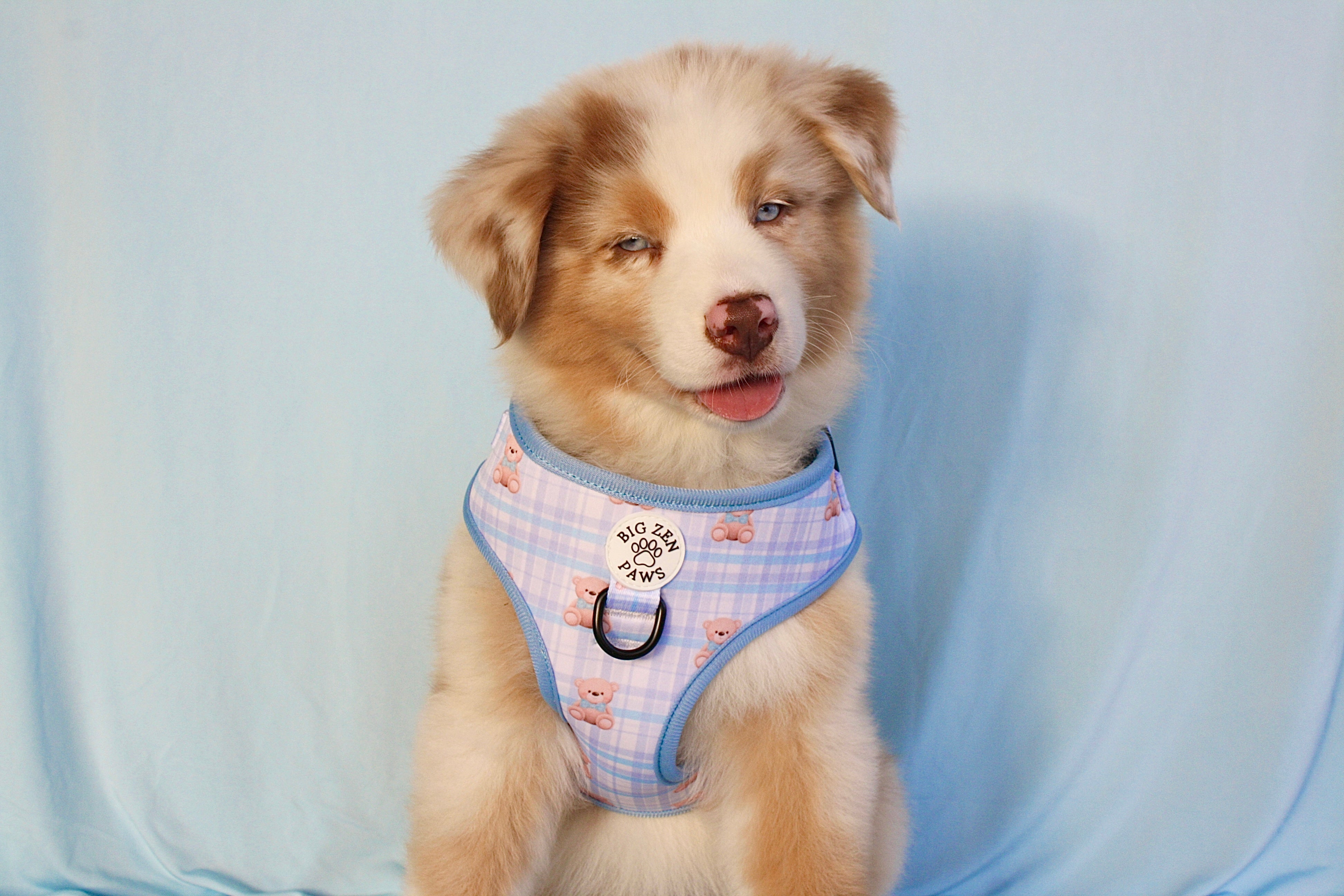 Beary blue harness