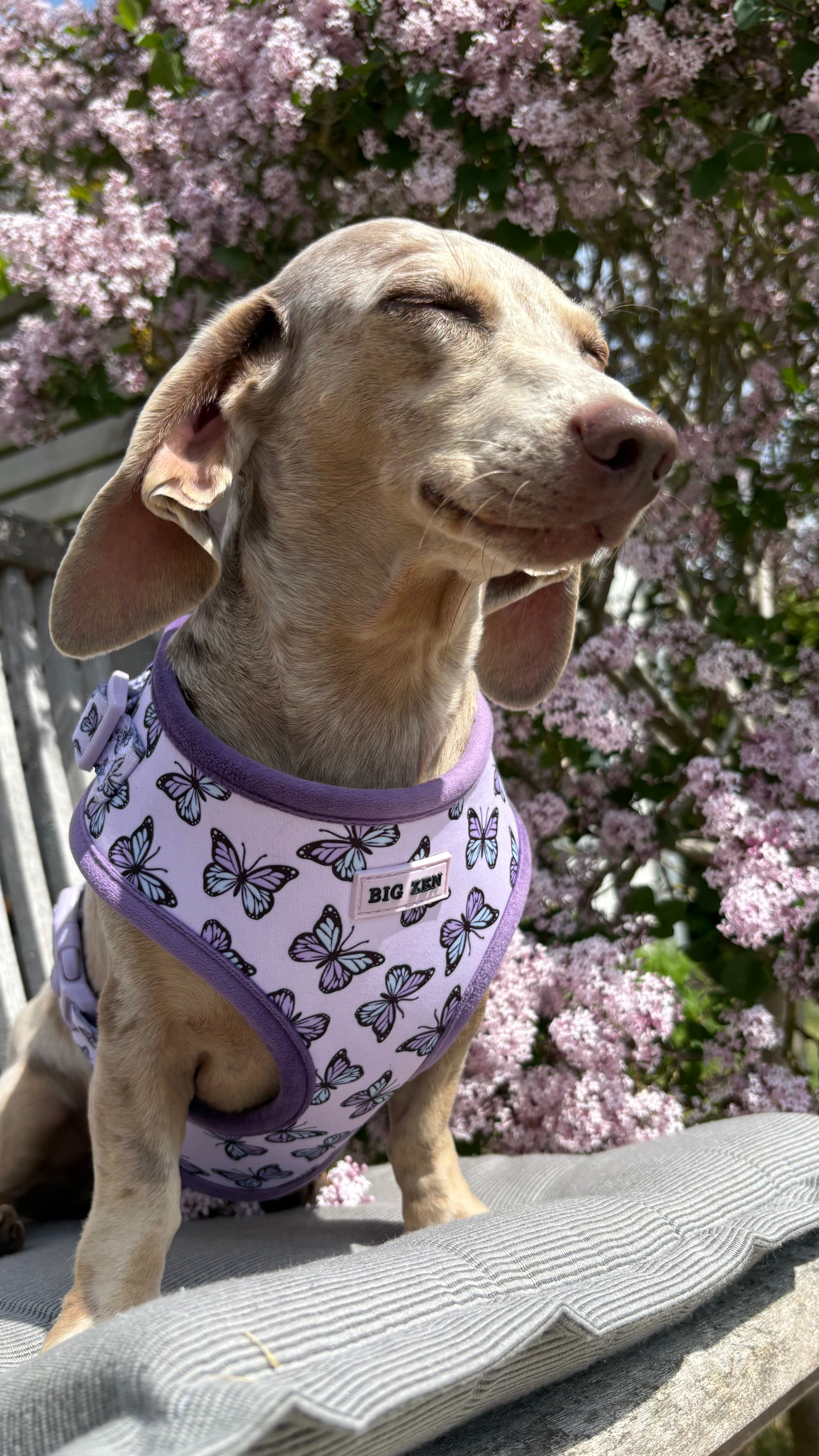 Velvet Wings Harness