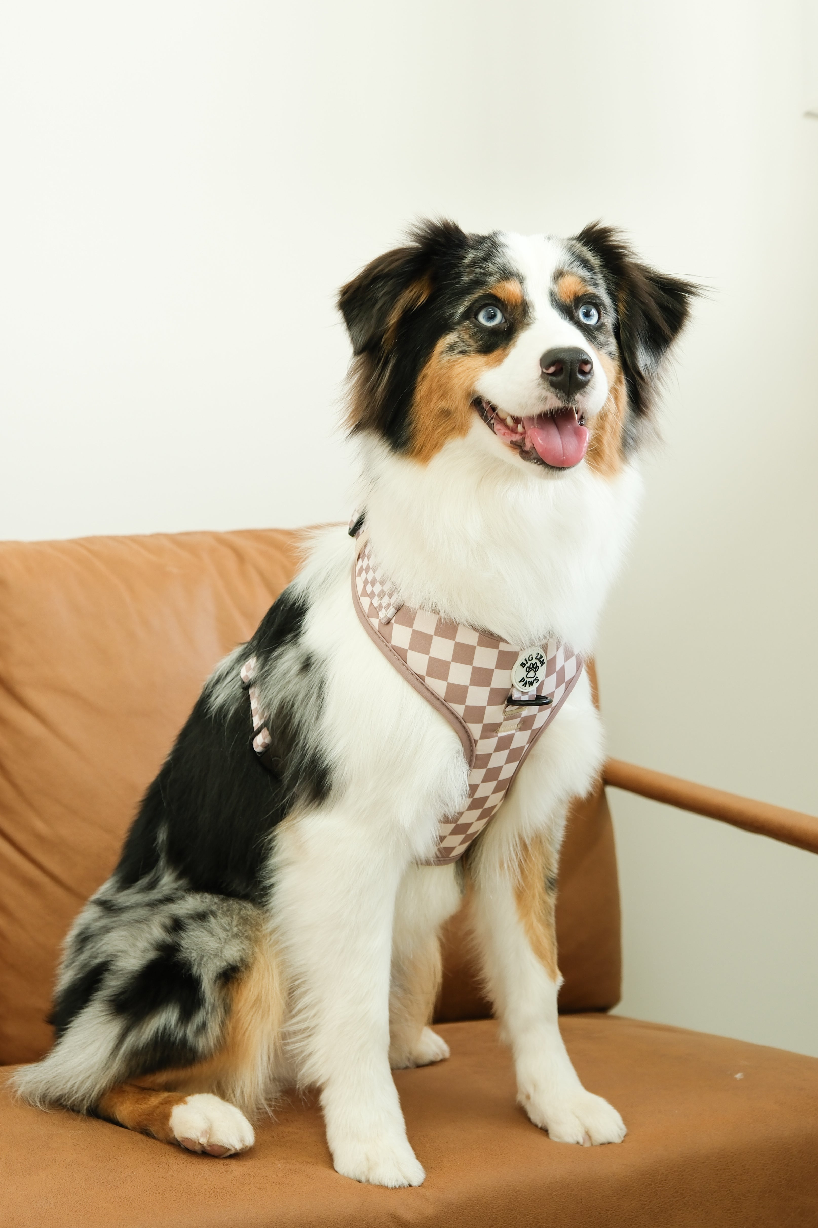Checkerboard Charm Harness