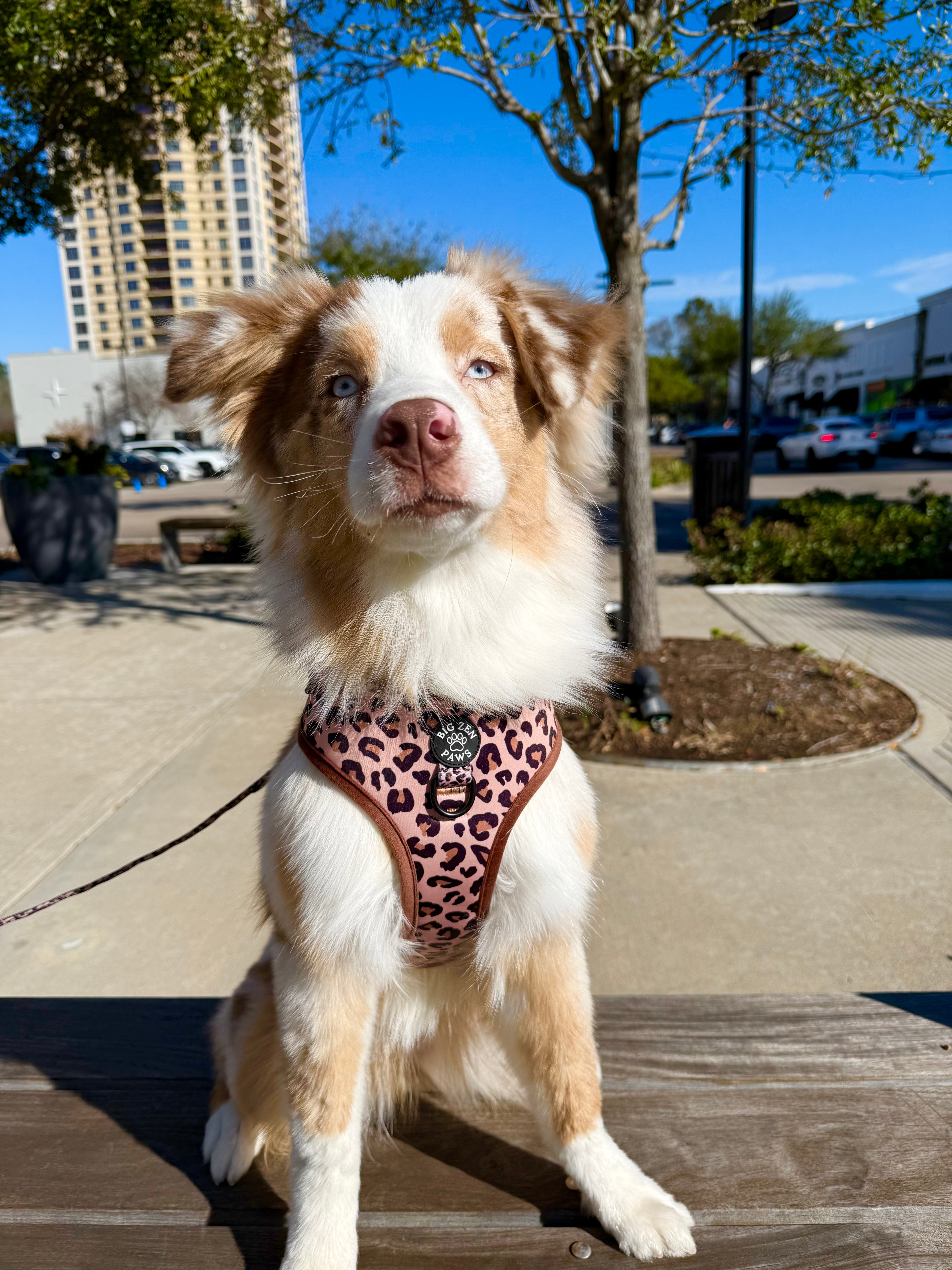Safari Harness