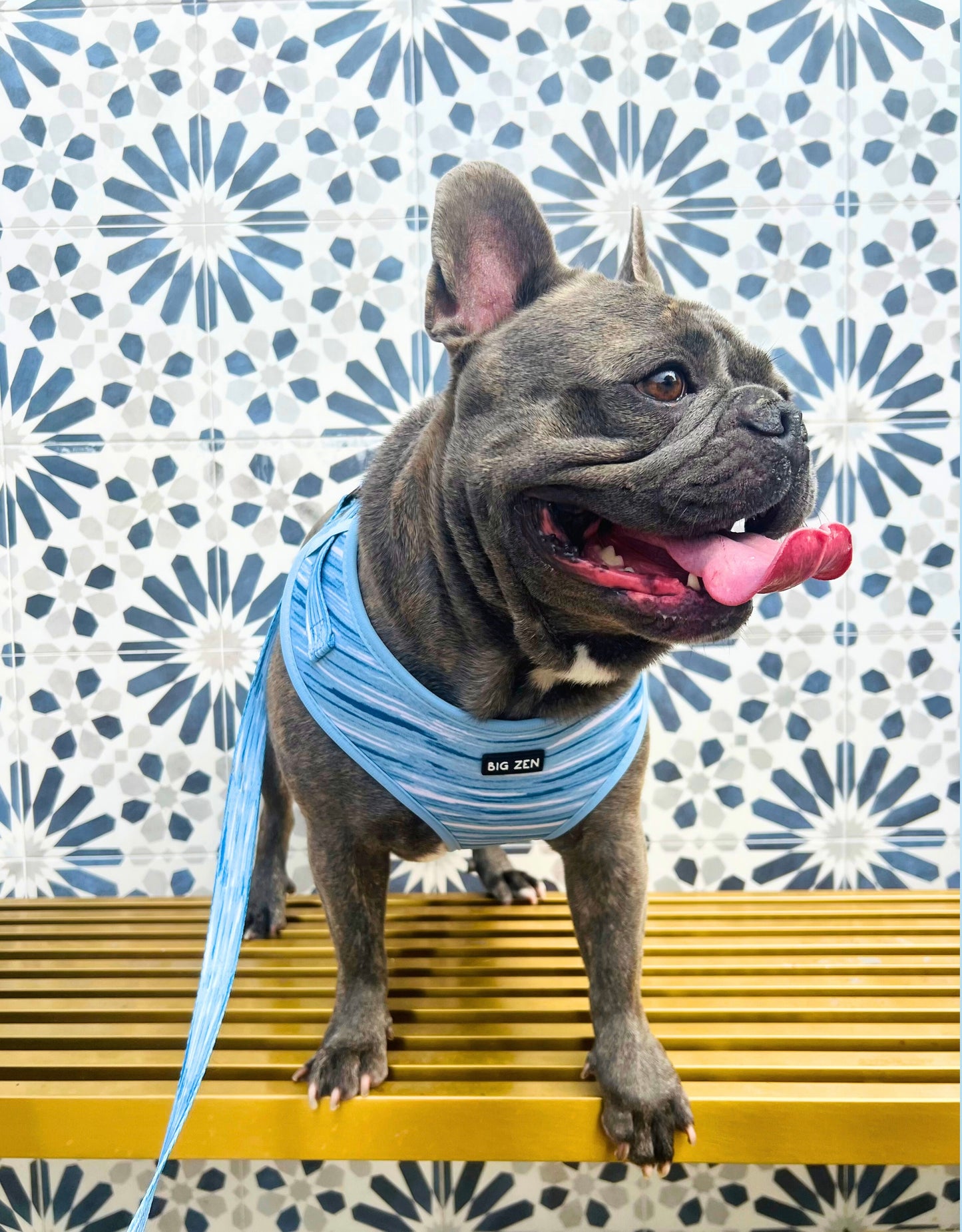 Shades of Blue harness