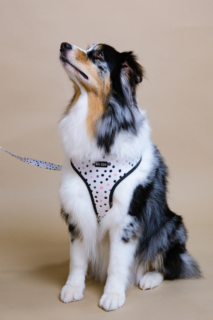 Little Dots Harness