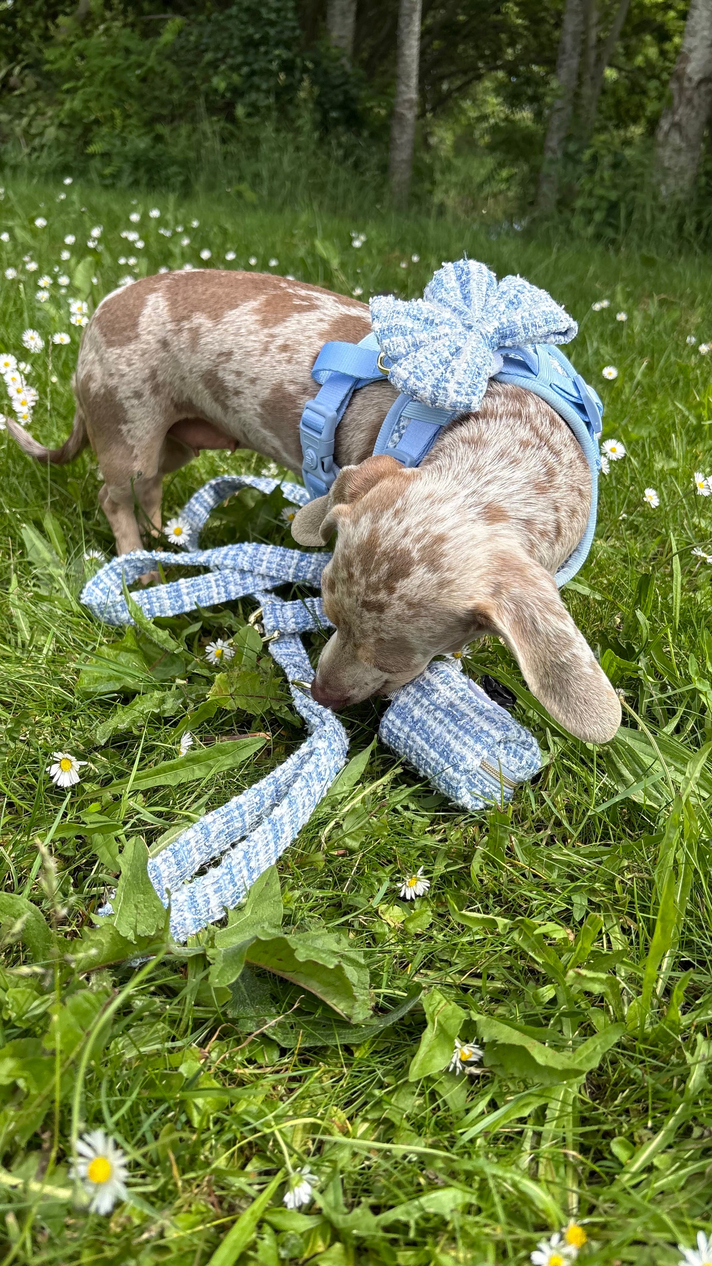 Sky Tweed Sailor Bow