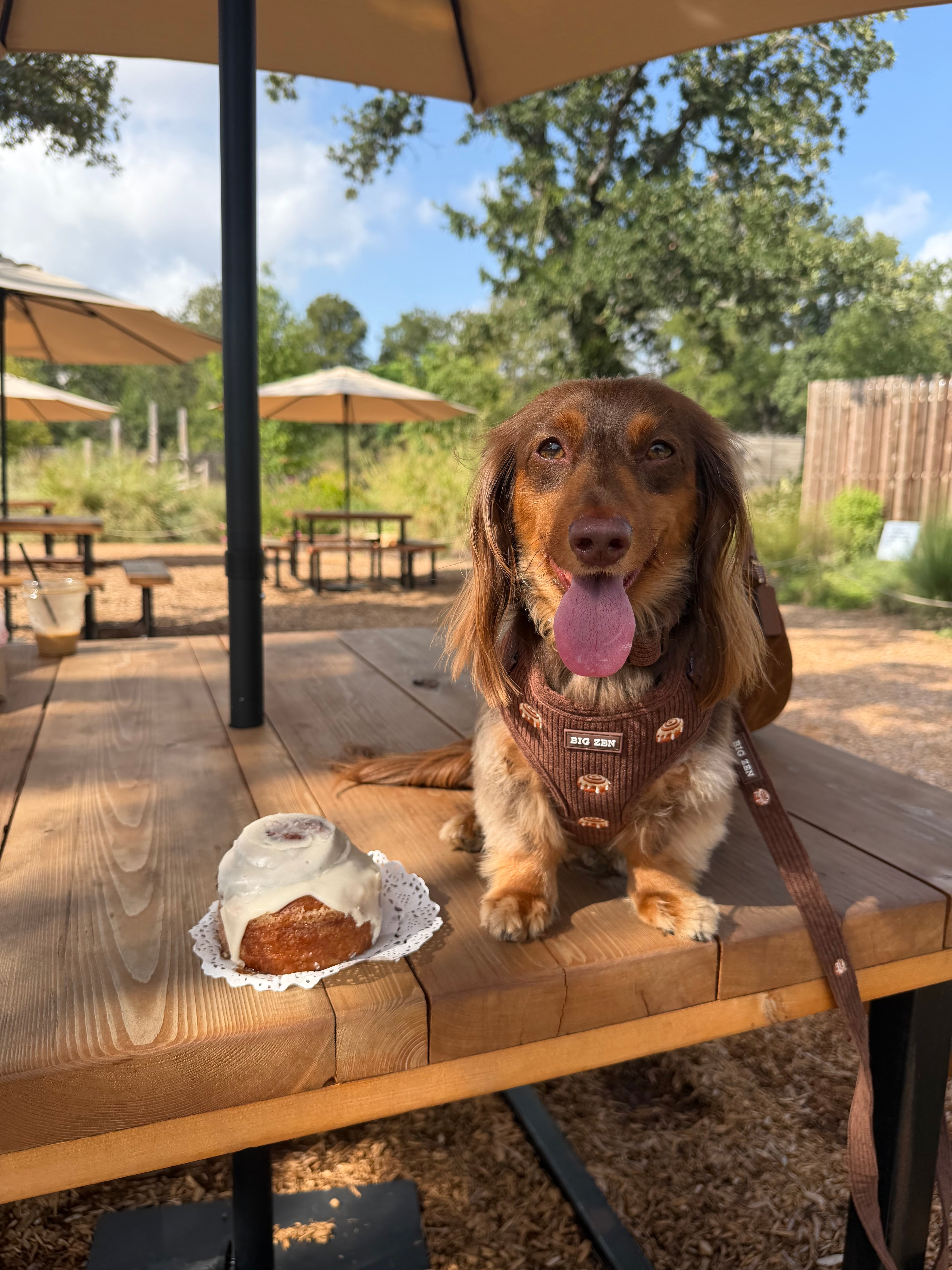 Cinnamon Swirl Harness
