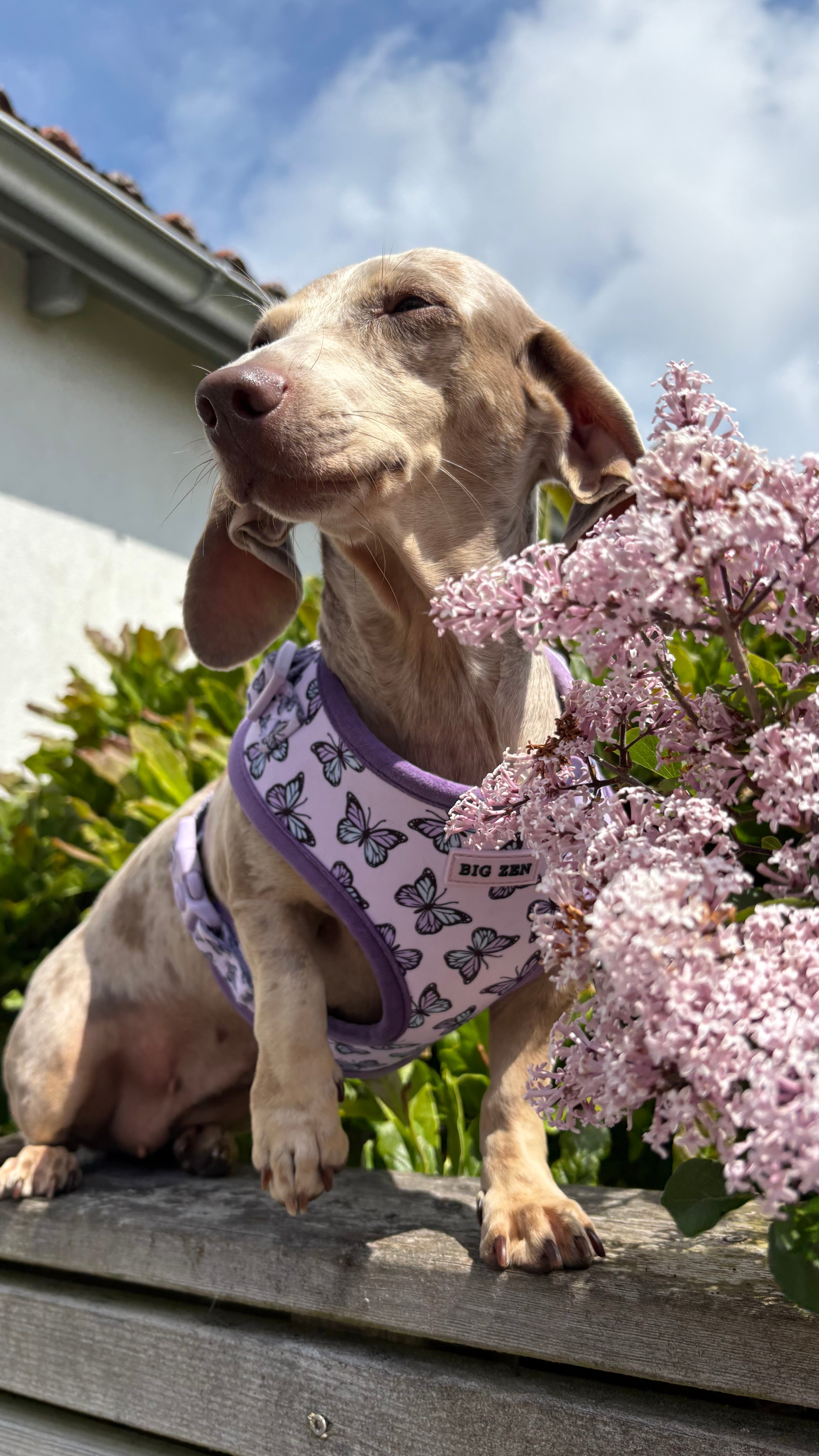Velvet Wings Harness