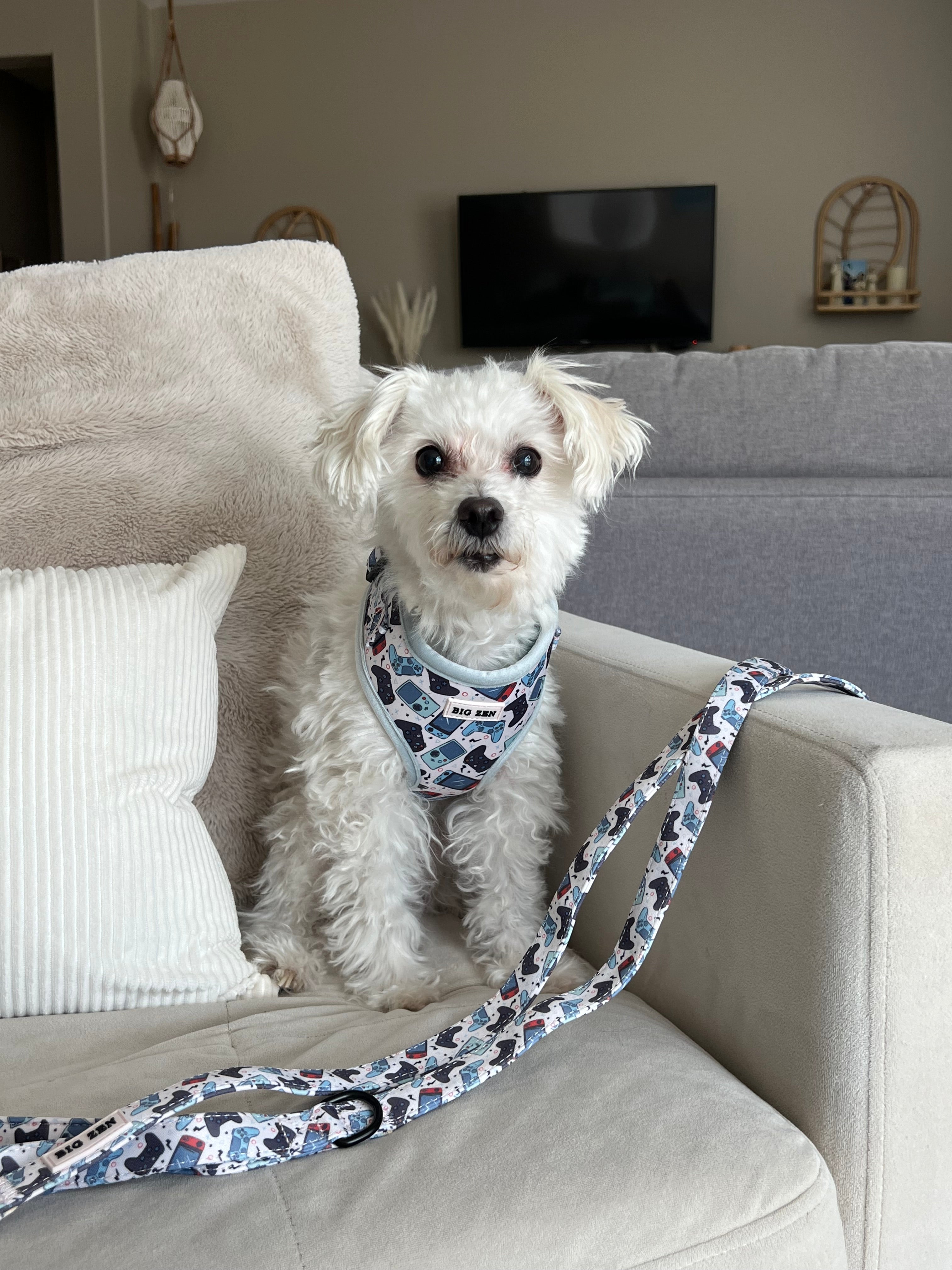 Level Up Harness