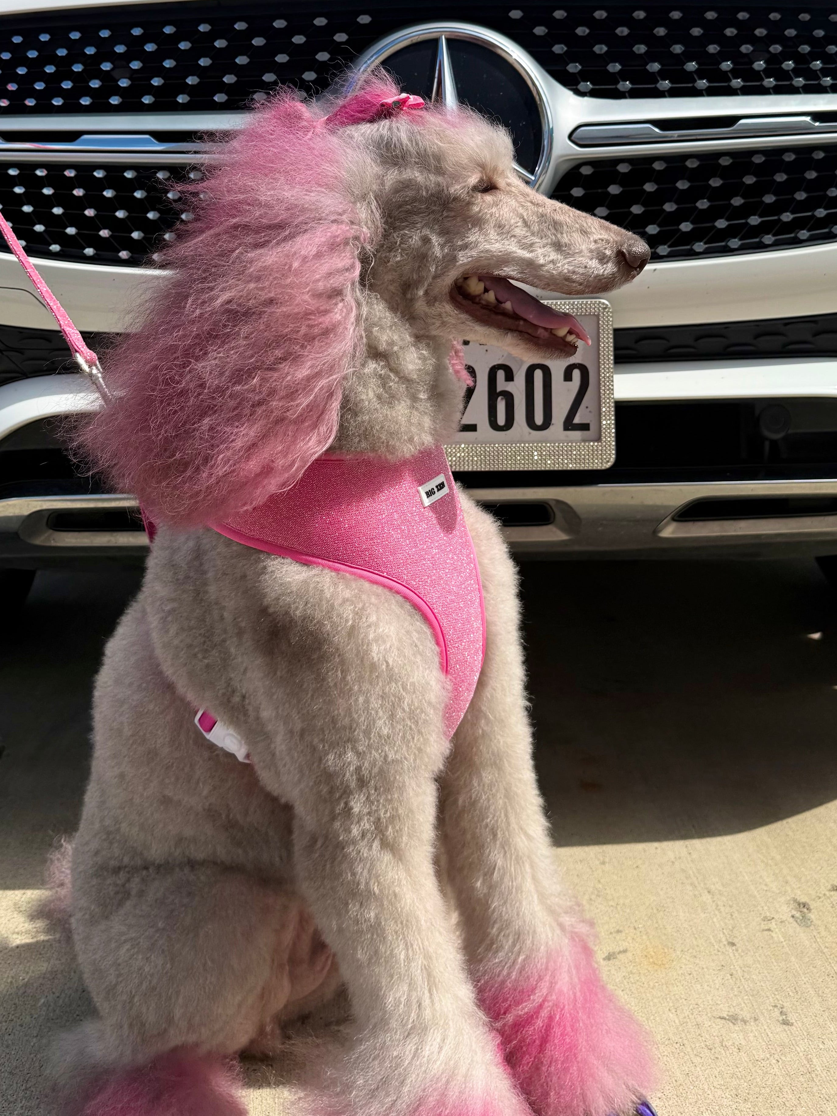 Stardust Harness
