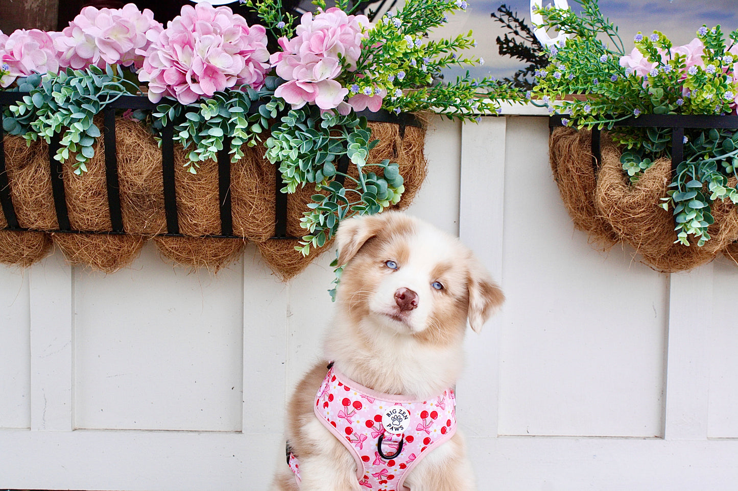 Sakura Harness