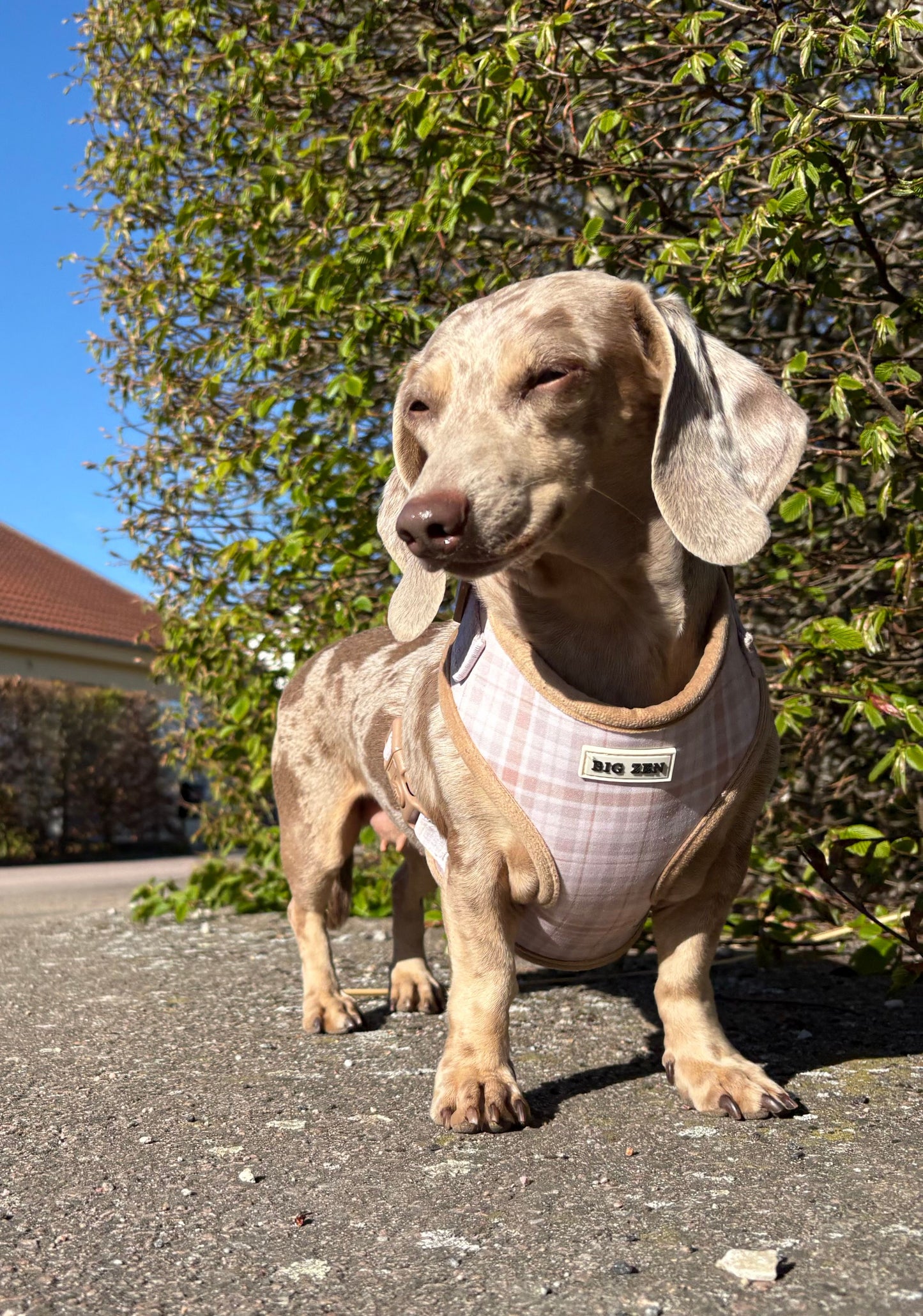 Cloud Foam Latte Harness