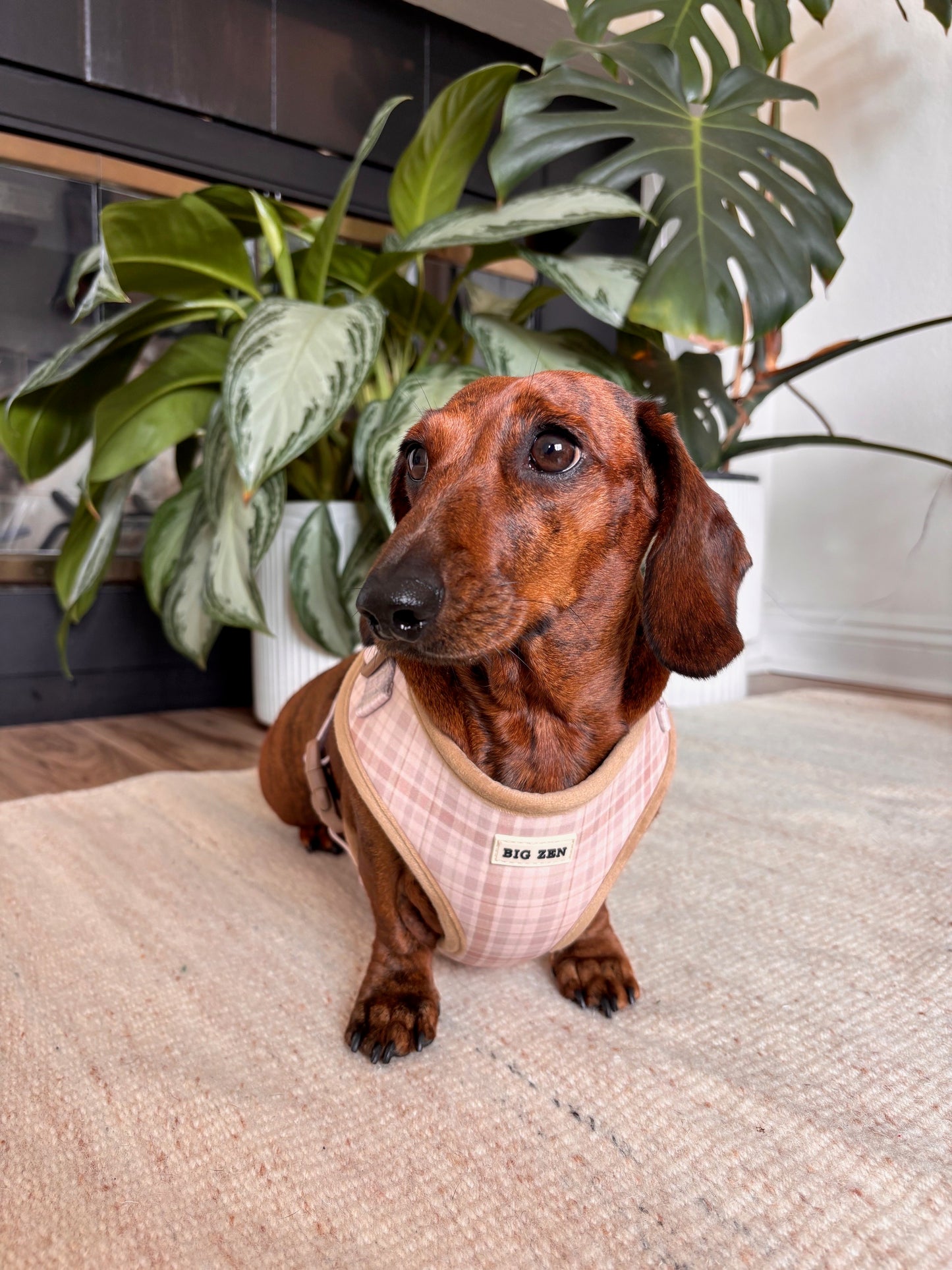 Cloud Foam Latte Harness