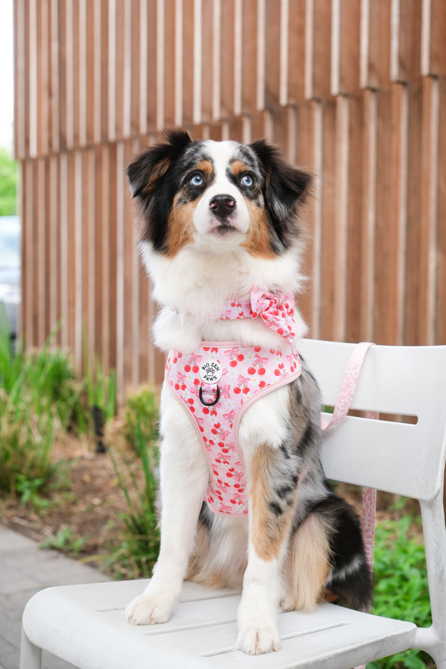 Sakura Harness