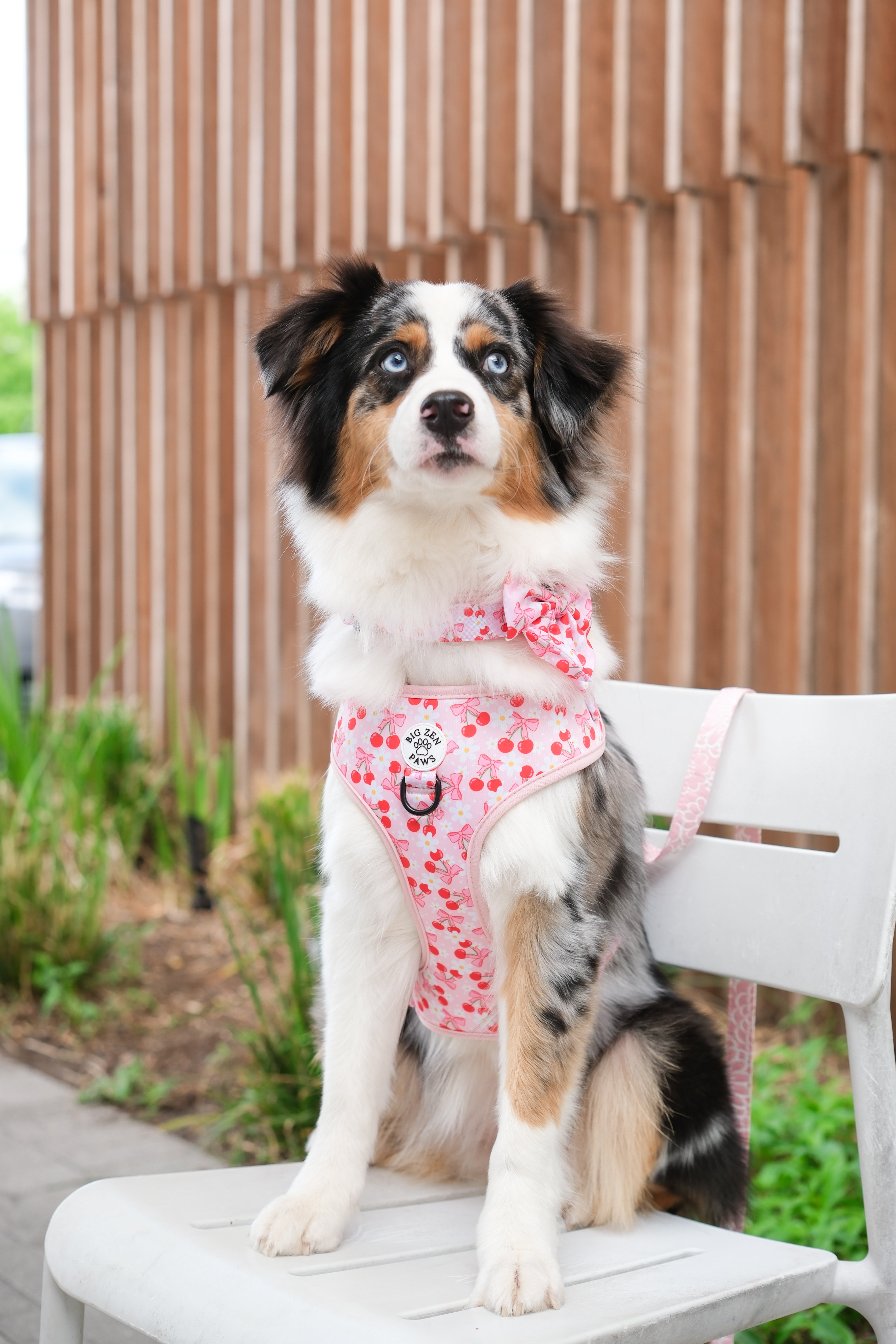 Sakura Harness