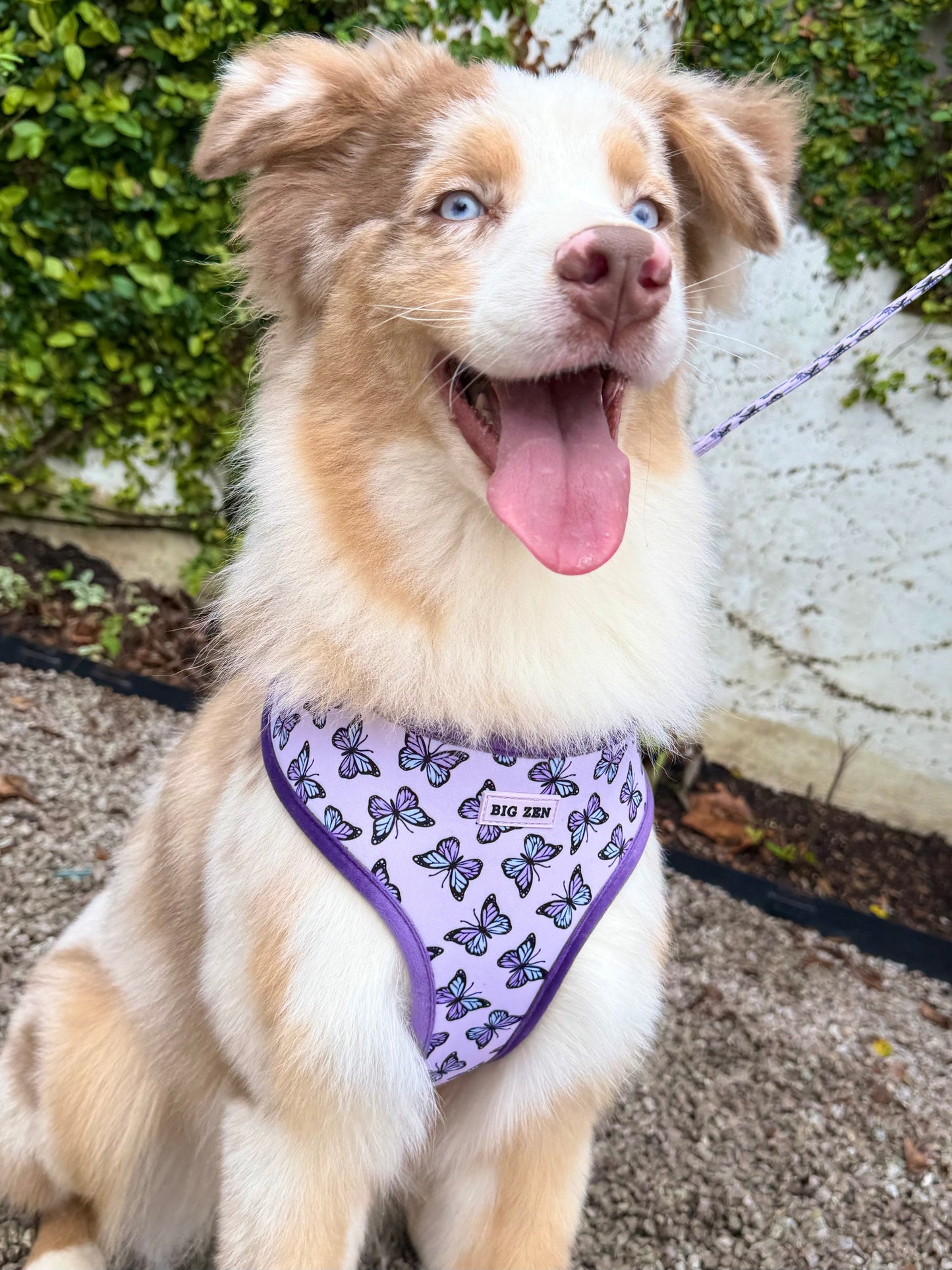 Velvet Wings Harness